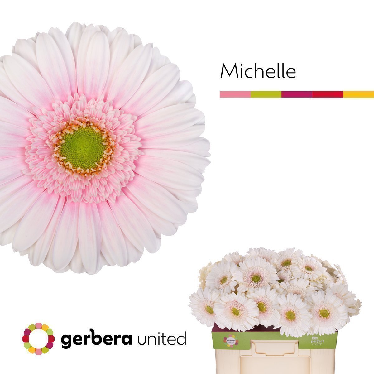 Срезанные цветы оптом Gerbera michelle A от 40шт из Голландии с доставкой по России