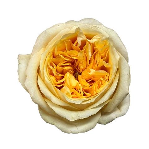 Срезанные цветы оптом Rosa ec cream xpression от 40шт из Голландии с доставкой по России