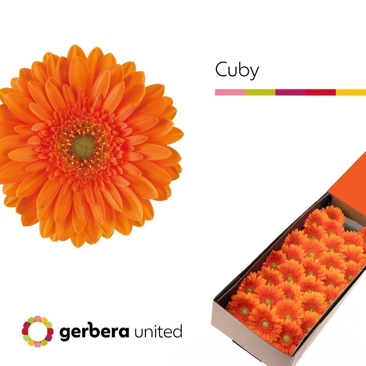 Срезанные цветы оптом Germini cuby от 30шт из Голландии с доставкой по России