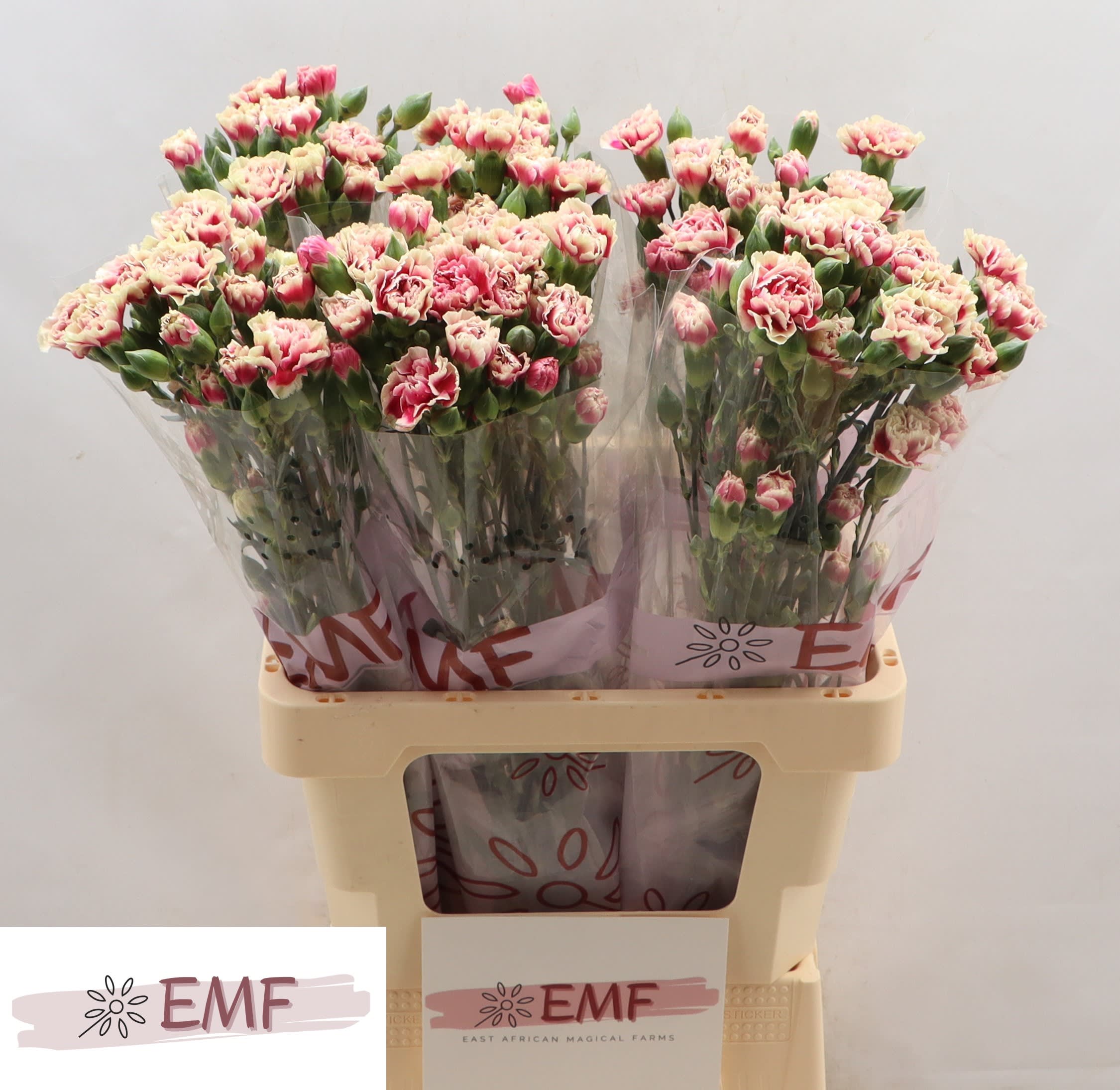 Срезанные цветы оптом Dianthus sp spring+ от 60шт из Голландии с доставкой по России