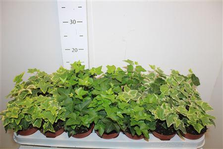 Горшечные цветы и растения оптом Hed He Gem от 21шт (для телеги) из Голландии с доставкой по России