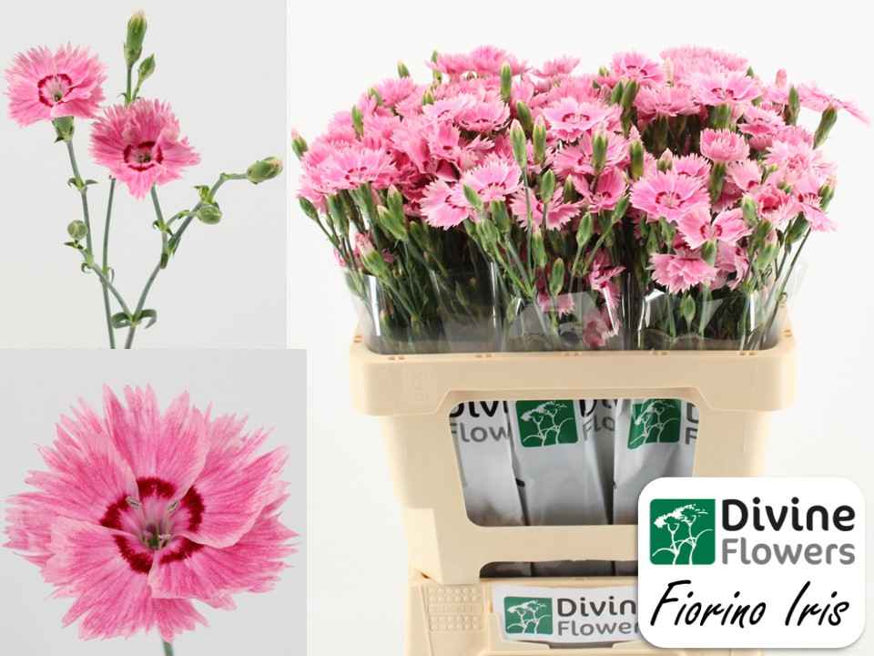 Срезанные цветы оптом Dianthus sp fiorino iris от 60шт из Голландии с доставкой по России