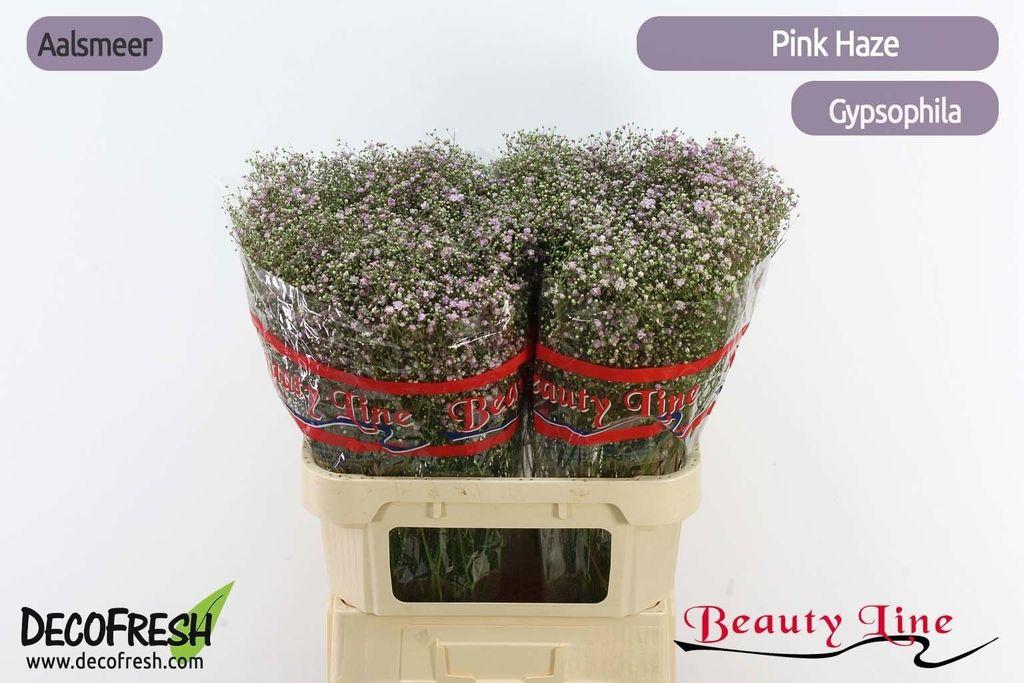 Срезанные цветы оптом Gyps paniculata pink haze от 50шт из Голландии с доставкой по России