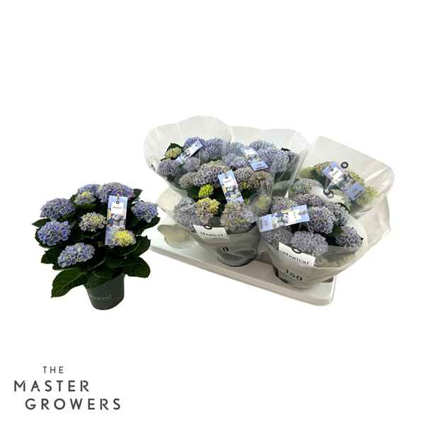 Горшечные цветы и растения оптом Hydrangea Ma Magical Revolution Blue 5+ от 6шт из Голландии с доставкой по России