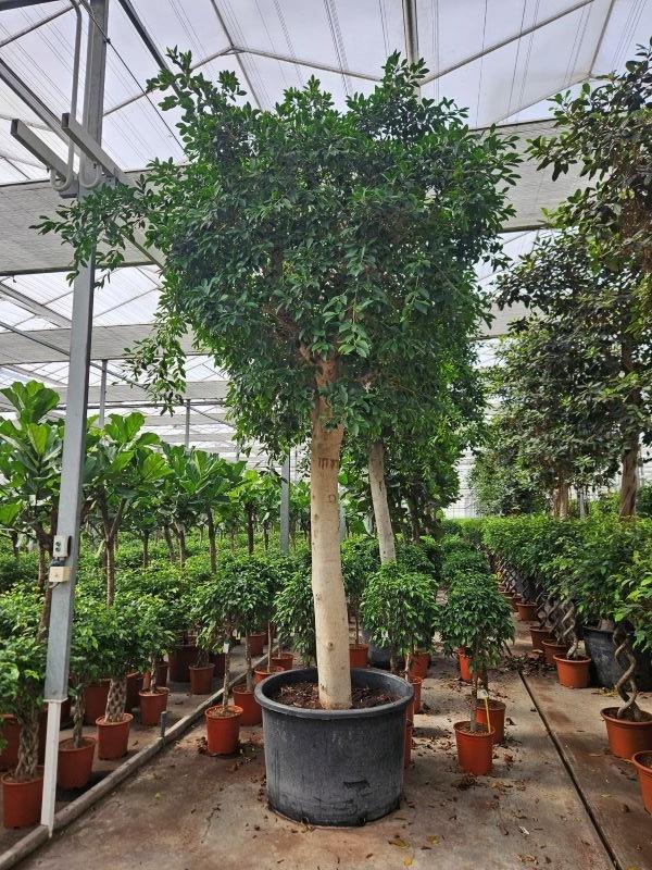 Горшечные цветы и растения оптом Ficus Nitida от 1шт из Голландии с доставкой по России
