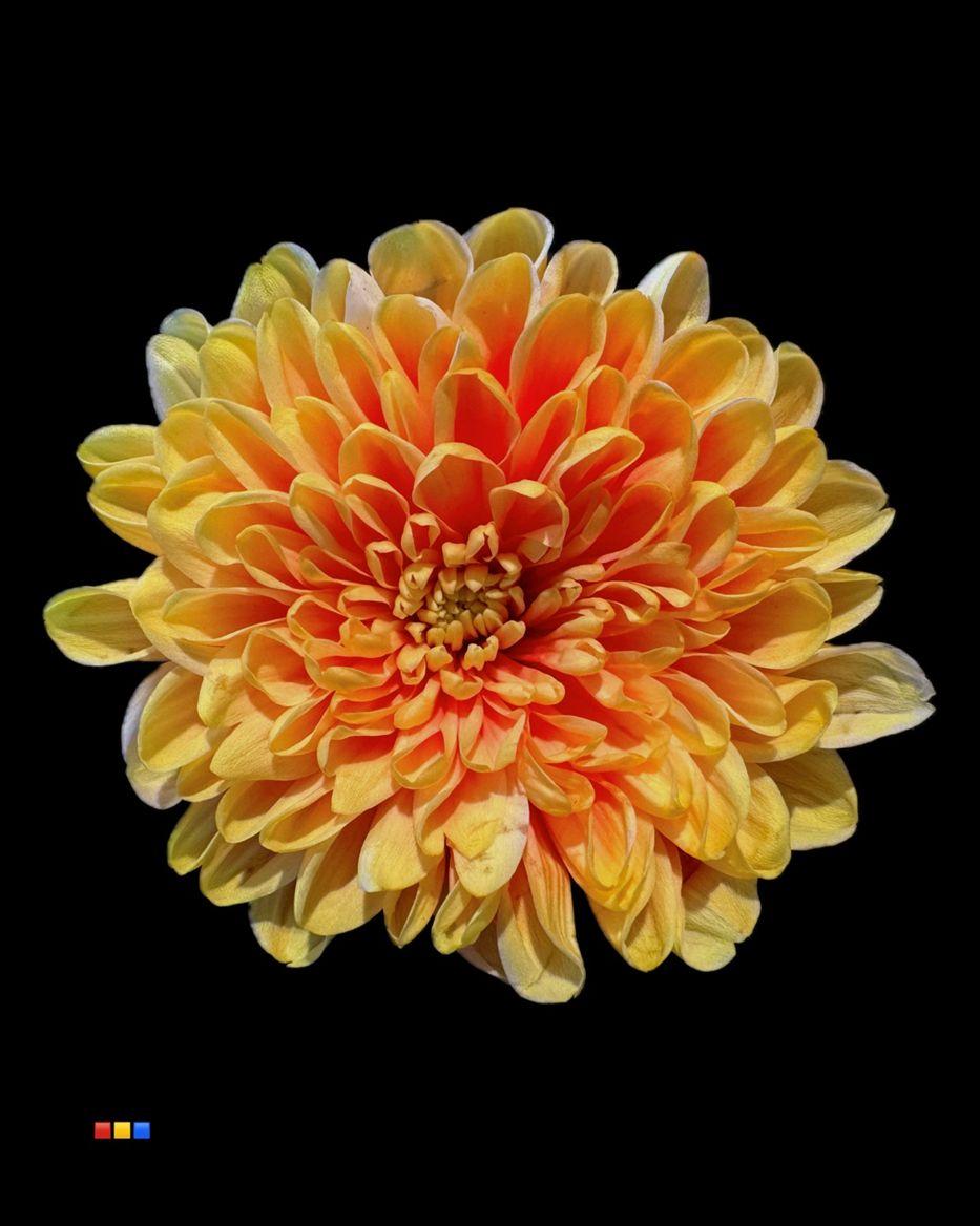 Срезанные цветы оптом Chrys sp paint altaj sunshine от 40шт из Голландии с доставкой по России