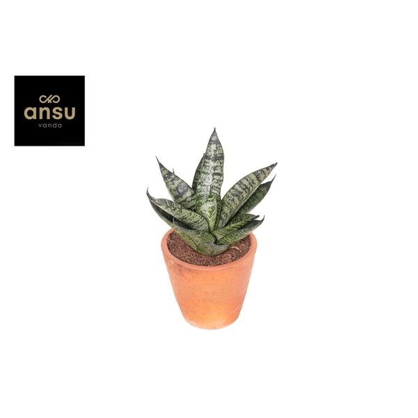 Горшечные цветы и растения оптом Sansevieria Comet Ming Green Marble Terracotta от 14шт (для телеги) из Голландии с доставкой по России