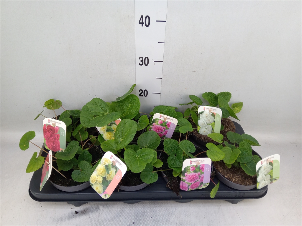 Горшечные цветы и растения оптом Alcea Rosea от 8шт из Голландии с доставкой по России