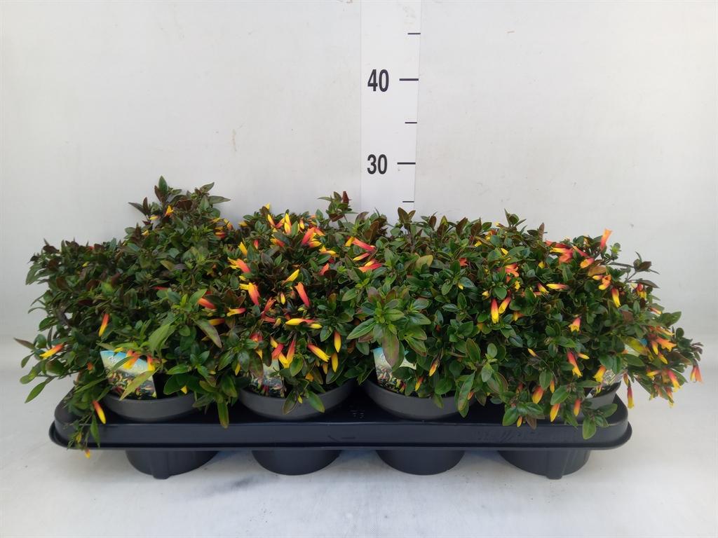 Горшечные цветы и растения оптом Justicia   ... от 8шт из Голландии с доставкой по России