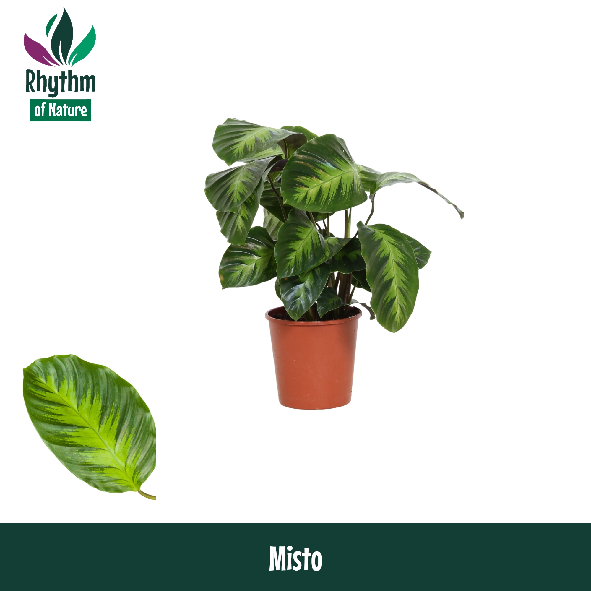 Горшечные цветы и растения оптом Calathea Misto Rhythm Of Nature от 10шт из Голландии с доставкой по России