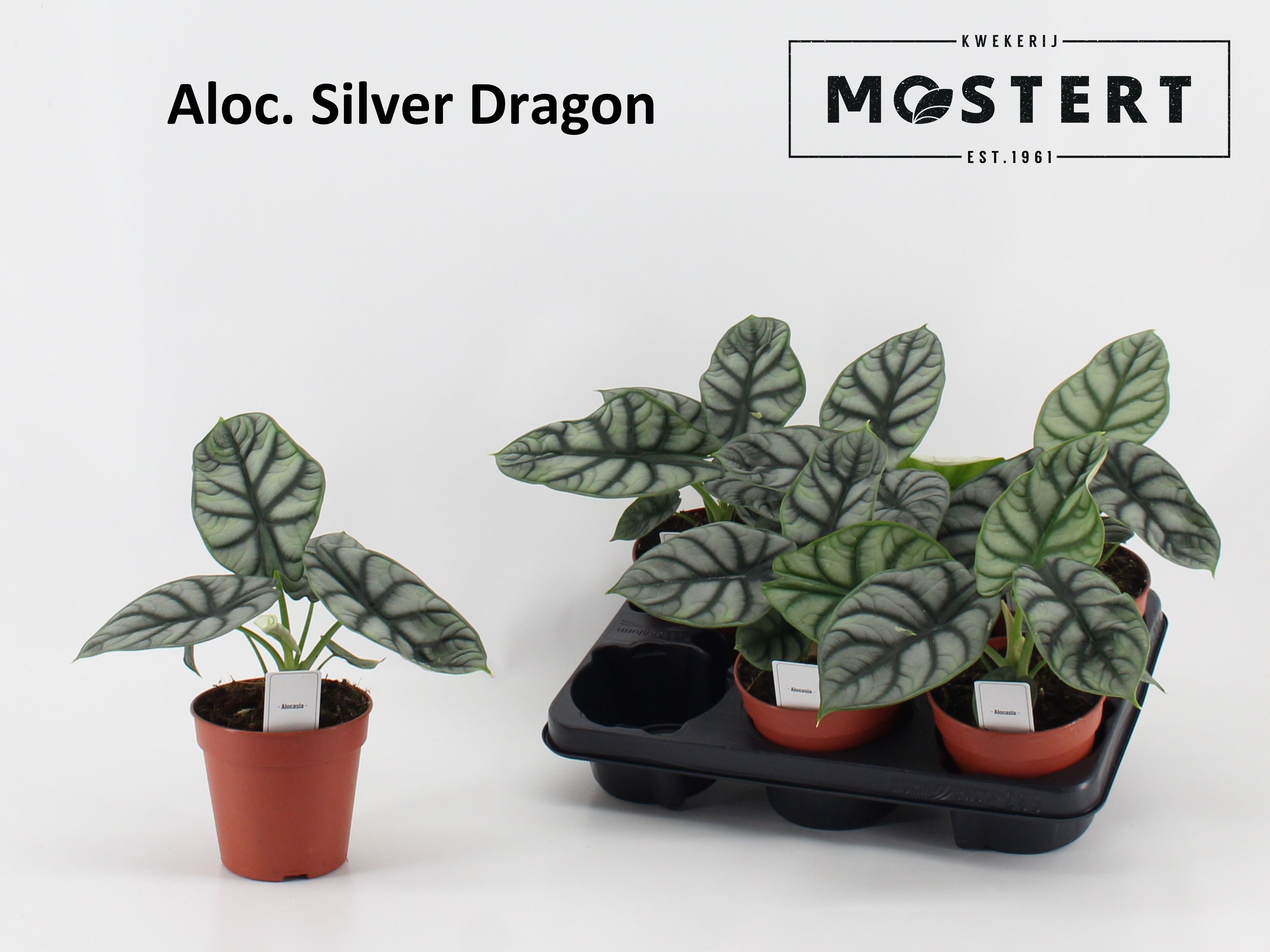 Горшечные цветы и растения оптом Aloc Ov от 6шт (для телеги) из Голландии с доставкой по России