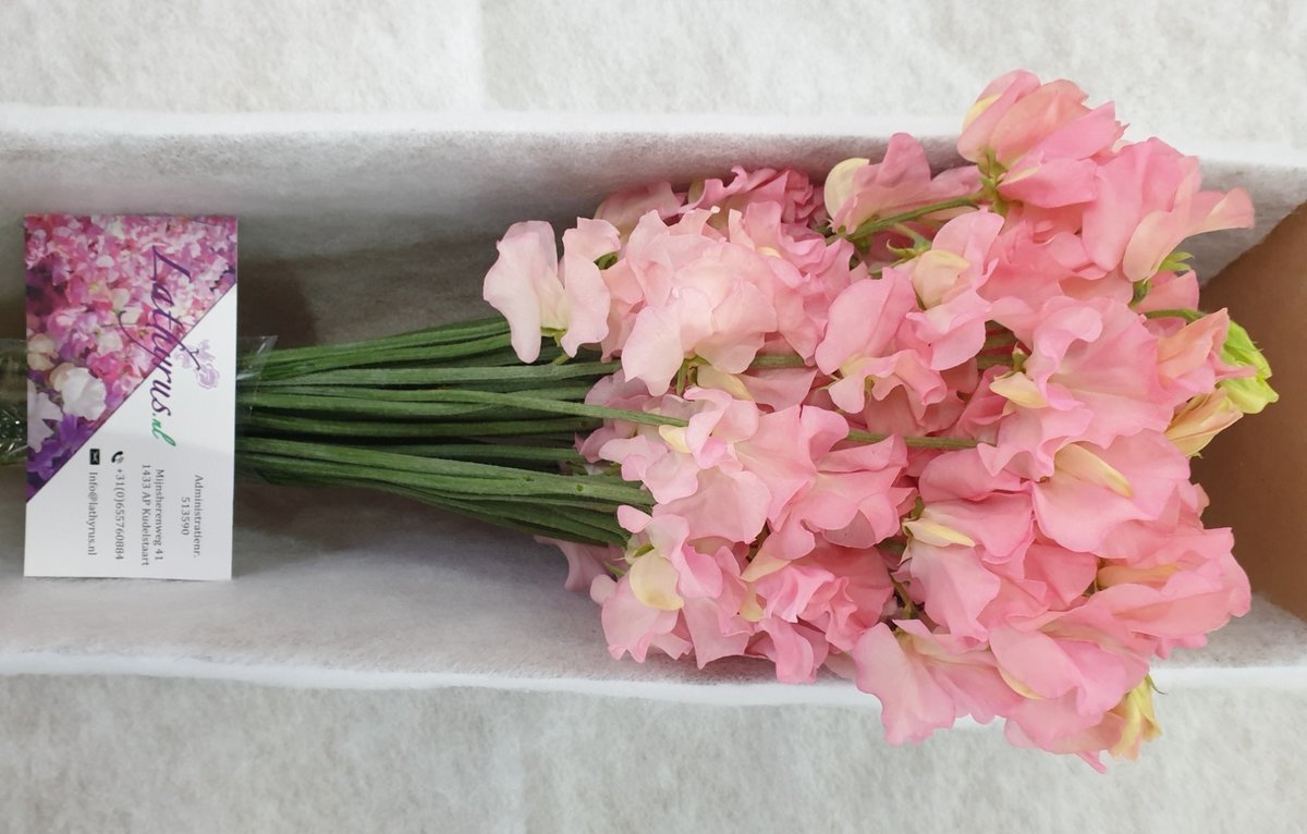 Срезанные цветы оптом Lathyrus perfume salmon от 30шт. из Голландии с доставкой по России