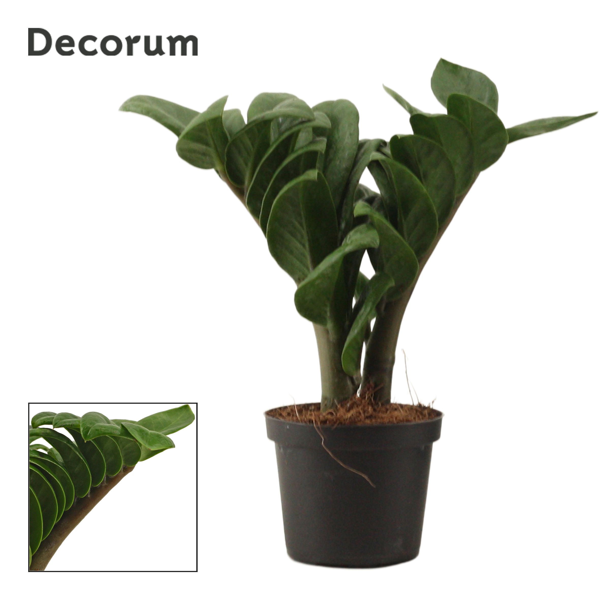 Горшечные цветы и растения оптом Zamioculcas Zenzi 2+ (decorum)) от 18шт (для телеги) из Голландии с доставкой по России