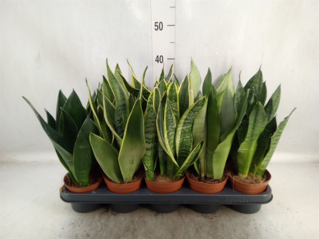 Горшечные цветы и растения оптом Sansevieria Trifa.   ... от 10шт из Голландии с доставкой по России