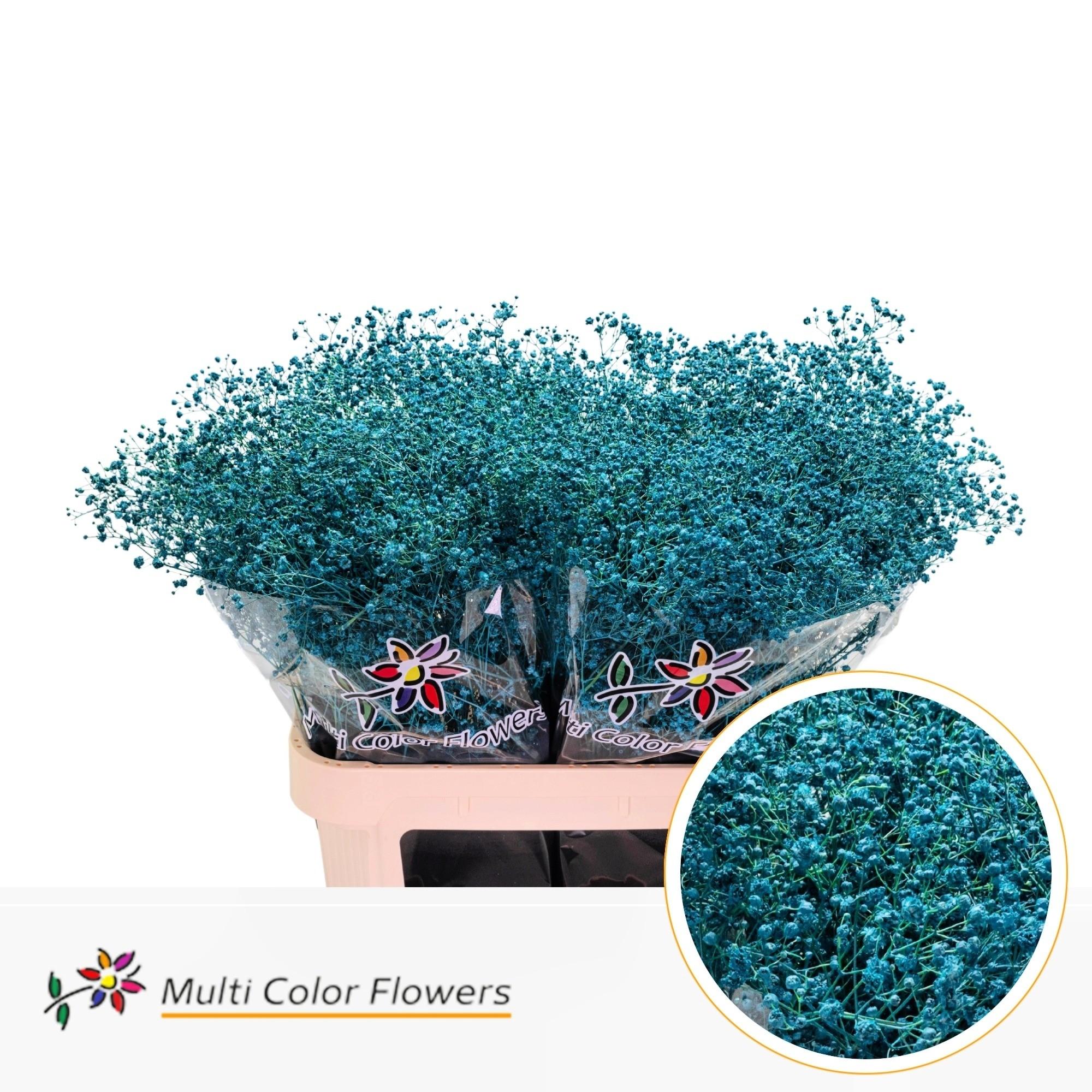 Срезанные цветы оптом Gyps large paint turqoise от 50шт из Голландии с доставкой по России