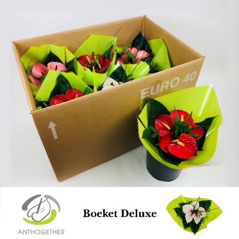 Срезанные цветы оптом Anthurium bouquet lime от 6шт из Голландии с доставкой по России