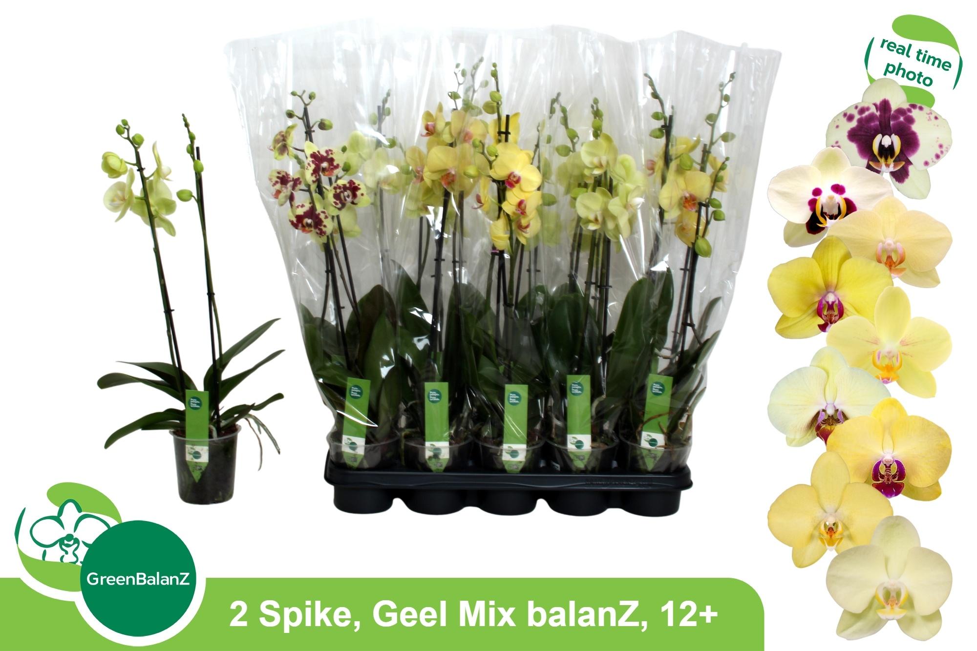 Горшечные цветы и растения оптом Phal Ov Geel от 10шт из Голландии с доставкой по России