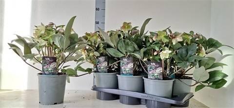 Горшечные цветы и растения оптом Hell Viv Valeria от 6шт из Голландии с доставкой по России