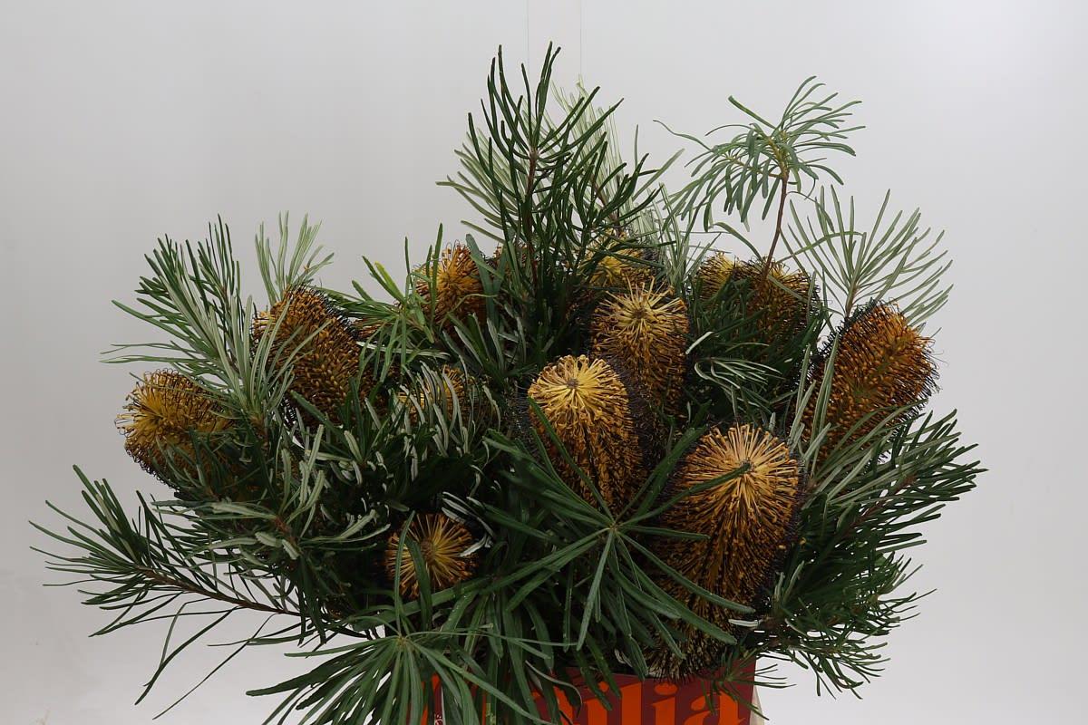 Срезанные цветы оптом Banksia spinulosa от 10шт. из Голландии с доставкой по России