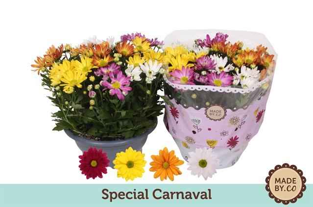 Горшечные цветы и растения оптом Chrysanthemum Carnaval от 3шт из Голландии с доставкой по России