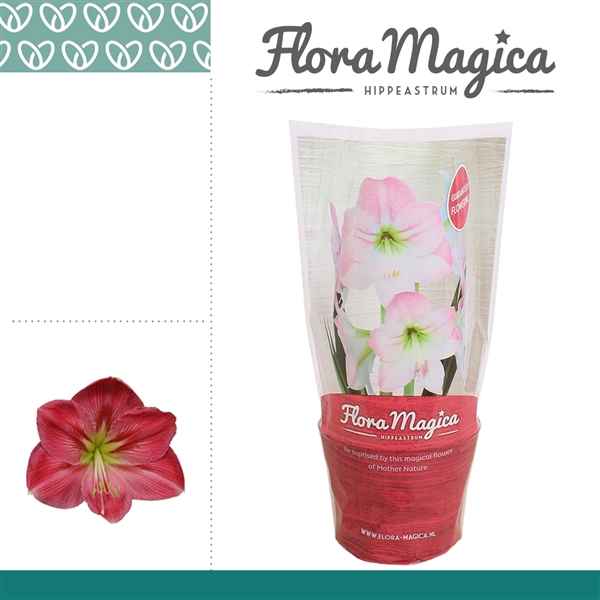 Горшечные цветы и растения оптом Hipp Sweet Pink 2pp Flora Magica Sleeve от 8шт из Голландии с доставкой по России