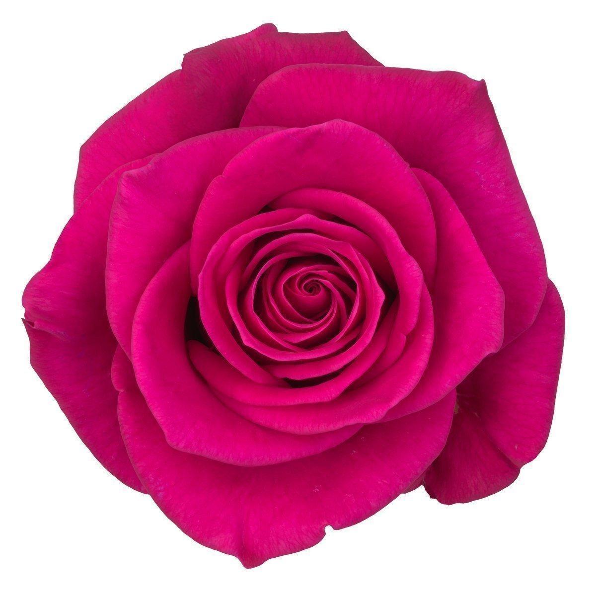 Срезанные цветы оптом Rosa large xoch! от 50шт из Голландии с доставкой по России