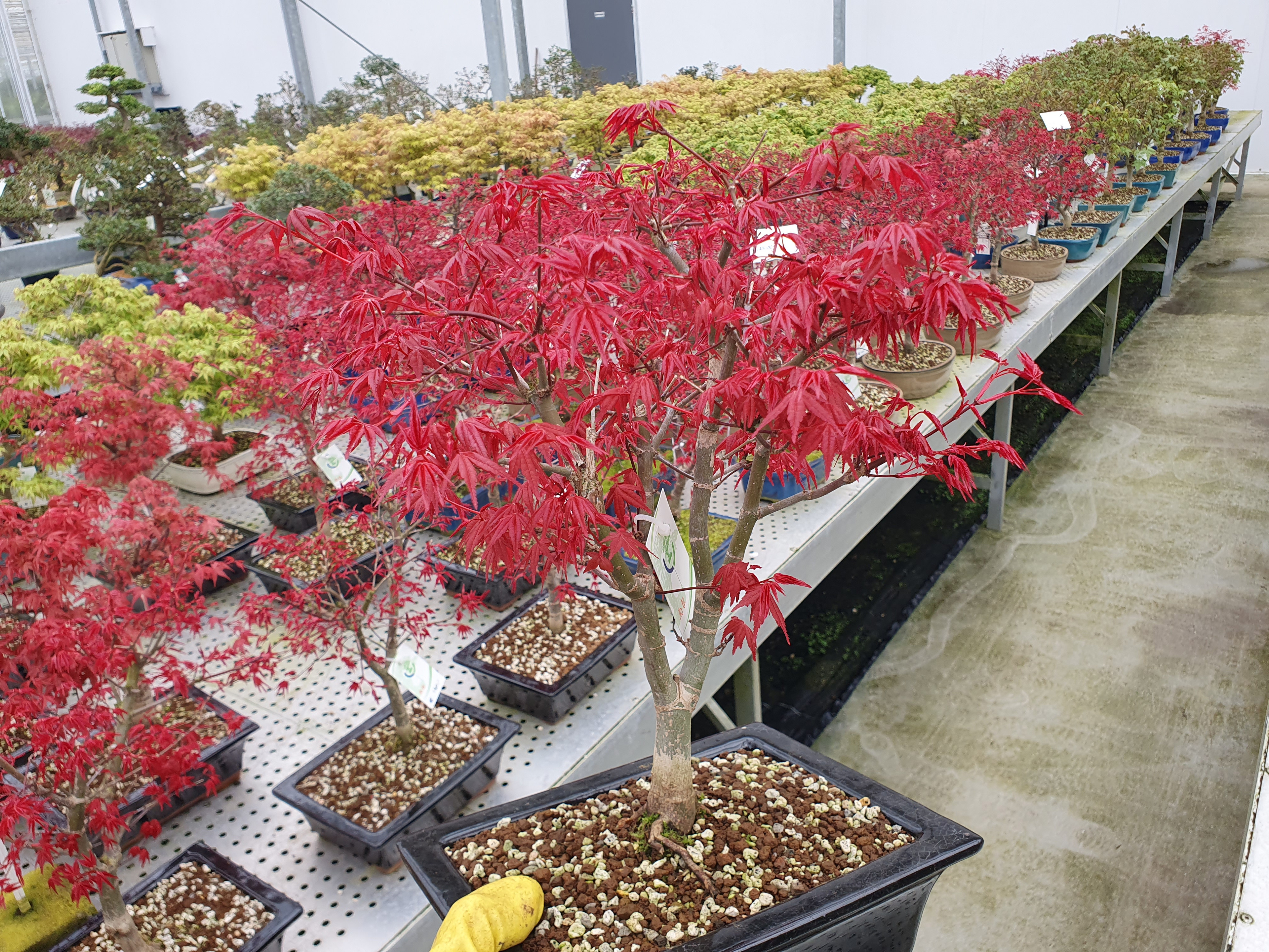 Горшечные цветы и растения оптом Bonsai Acer Palmatum Deshojo, от 1шт из Голландии с доставкой по России