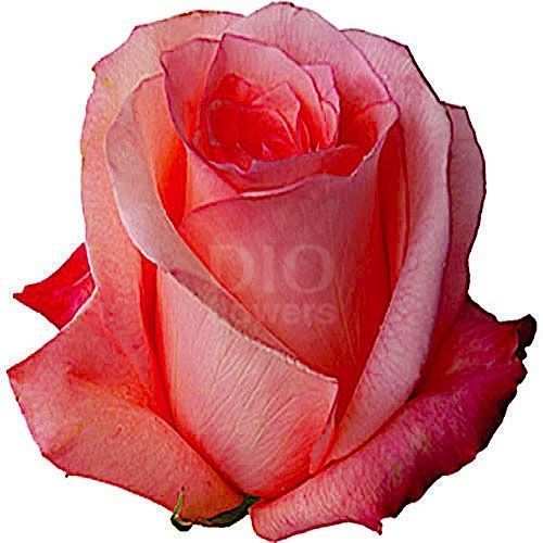 Розы оптом ENGAGEMENT из Эквадора с доставкой по России