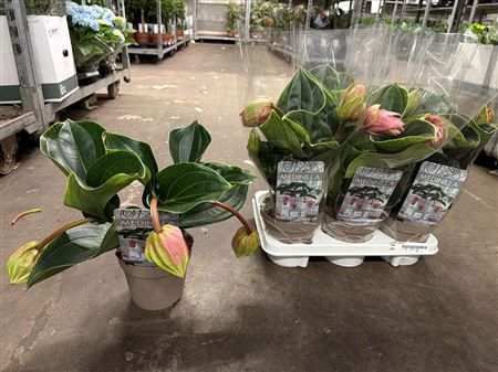 Горшечные цветы и растения оптом Medin Candy 3 Flower от 6шт из Голландии с доставкой по России