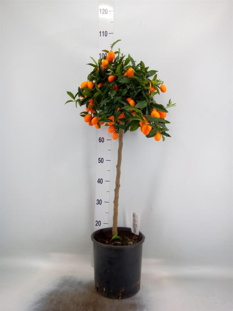 Горшечные цветы и растения оптом Citrus Kugli On Stem от 1шт (для телеги) из Голландии с доставкой по России