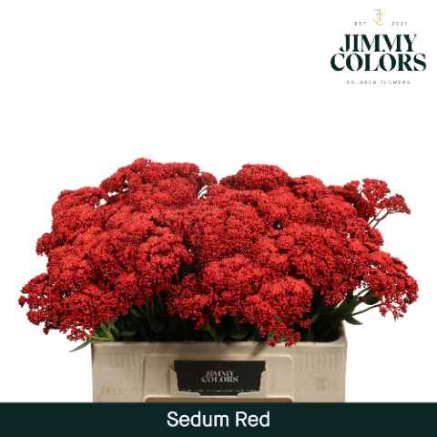 Срезанные цветы оптом Sedum paint red от 25шт из Голландии с доставкой по России