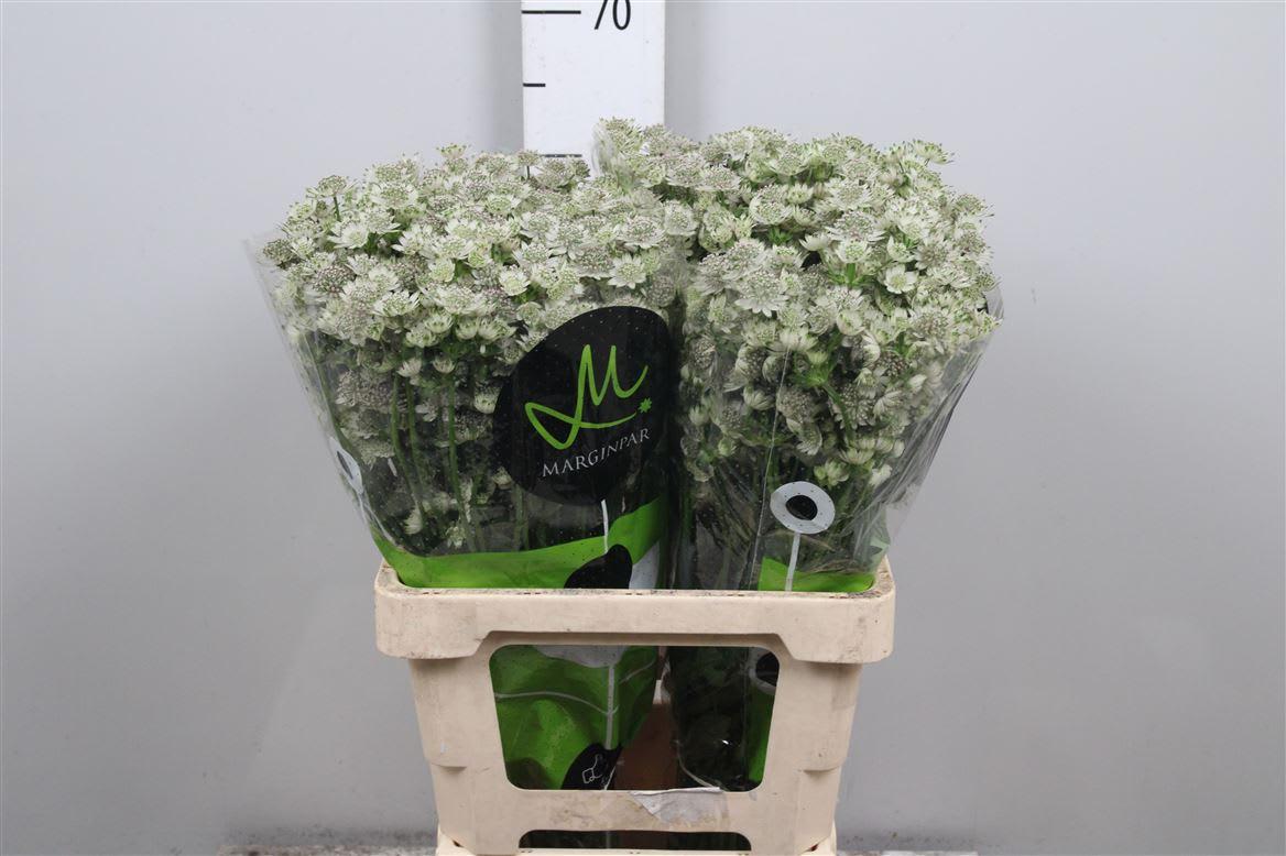 Срезанные цветы оптом Astrantia billion stars от 100шт из Голландии с доставкой по России