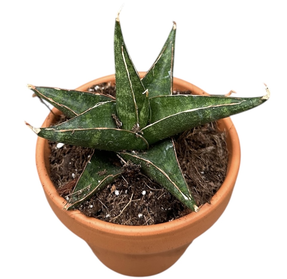 Горшечные цветы и растения оптом Sansevieria Prabu от 1шт (для телеги) из Голландии с доставкой по России