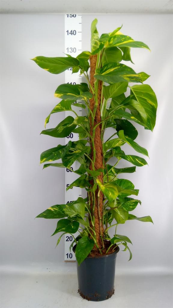Горшечные цветы и растения оптом Epipremnum Pinn. ...moss Stick от 1шт из Голландии с доставкой по России