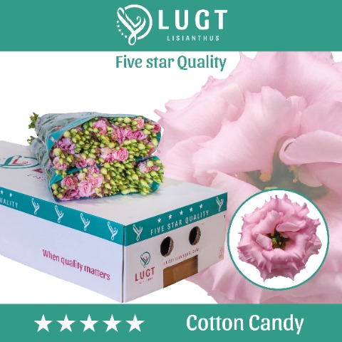 Срезанные цветы оптом Lisianthus do cotton candy от 140шт из Голландии с доставкой по России