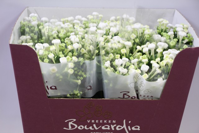 Срезанные цветы оптом Bouvardia si white sensation от 50шт из Голландии с доставкой по России