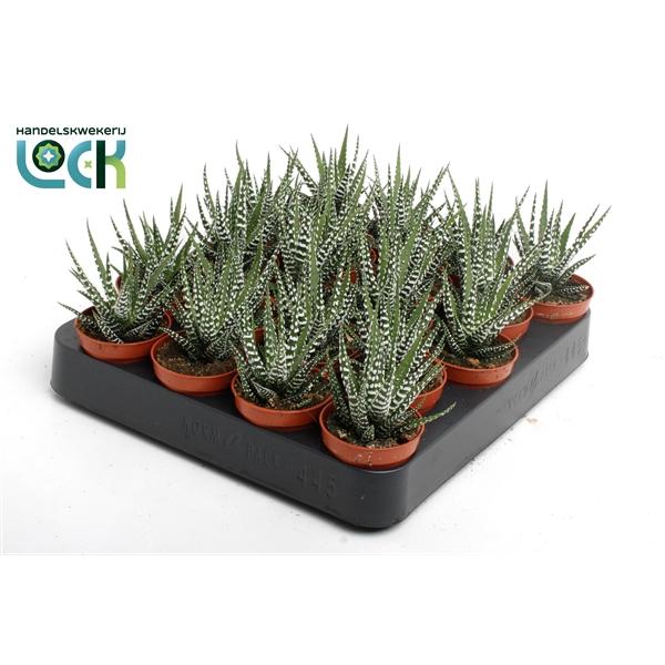 Горшечные цветы и растения оптом Haworthia Big Band от 30шт (для телеги) из Голландии с доставкой по России
