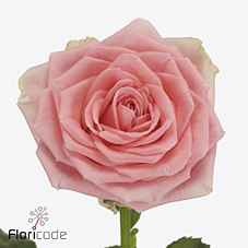 Срезанные цветы оптом Rosa la sophia loren от 30шт из Голландии с доставкой по России