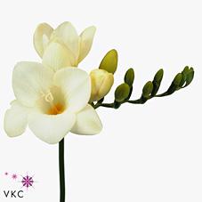 Срезанные цветы оптом Freesia si ambassador от 100шт из Голландии с доставкой по России