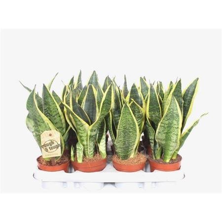 Горшечные цветы и растения оптом Sansevieria Superba 3pp от 12шт (для телеги) из Голландии с доставкой по России