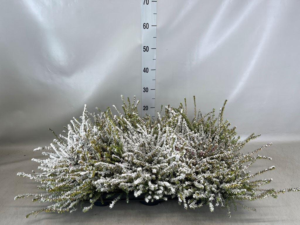 Горшечные цветы и растения оптом Erica Darley.   ... от 6шт из Голландии с доставкой по России