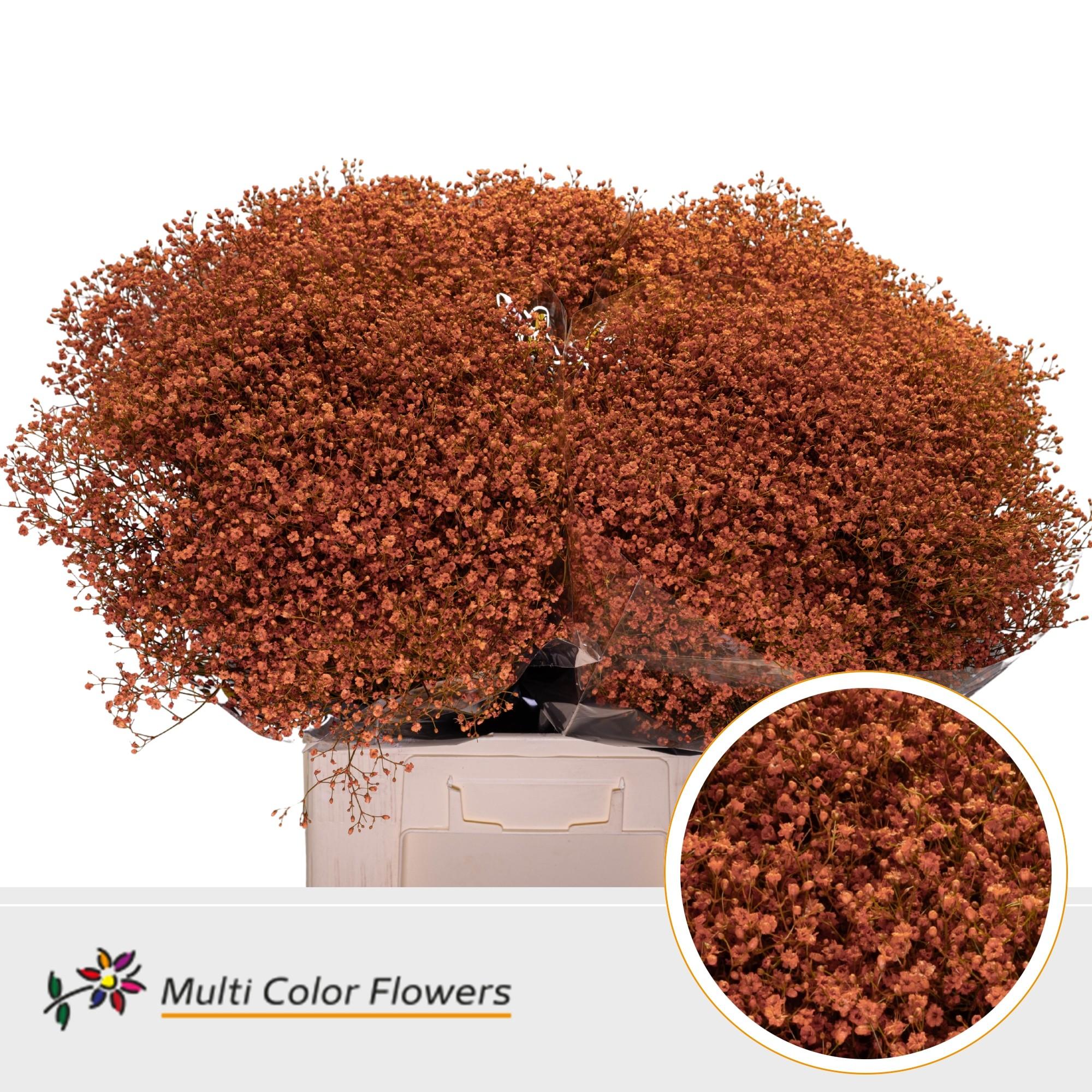 Срезанные цветы оптом Gyps fine paint orange от 100шт из Голландии с доставкой по России