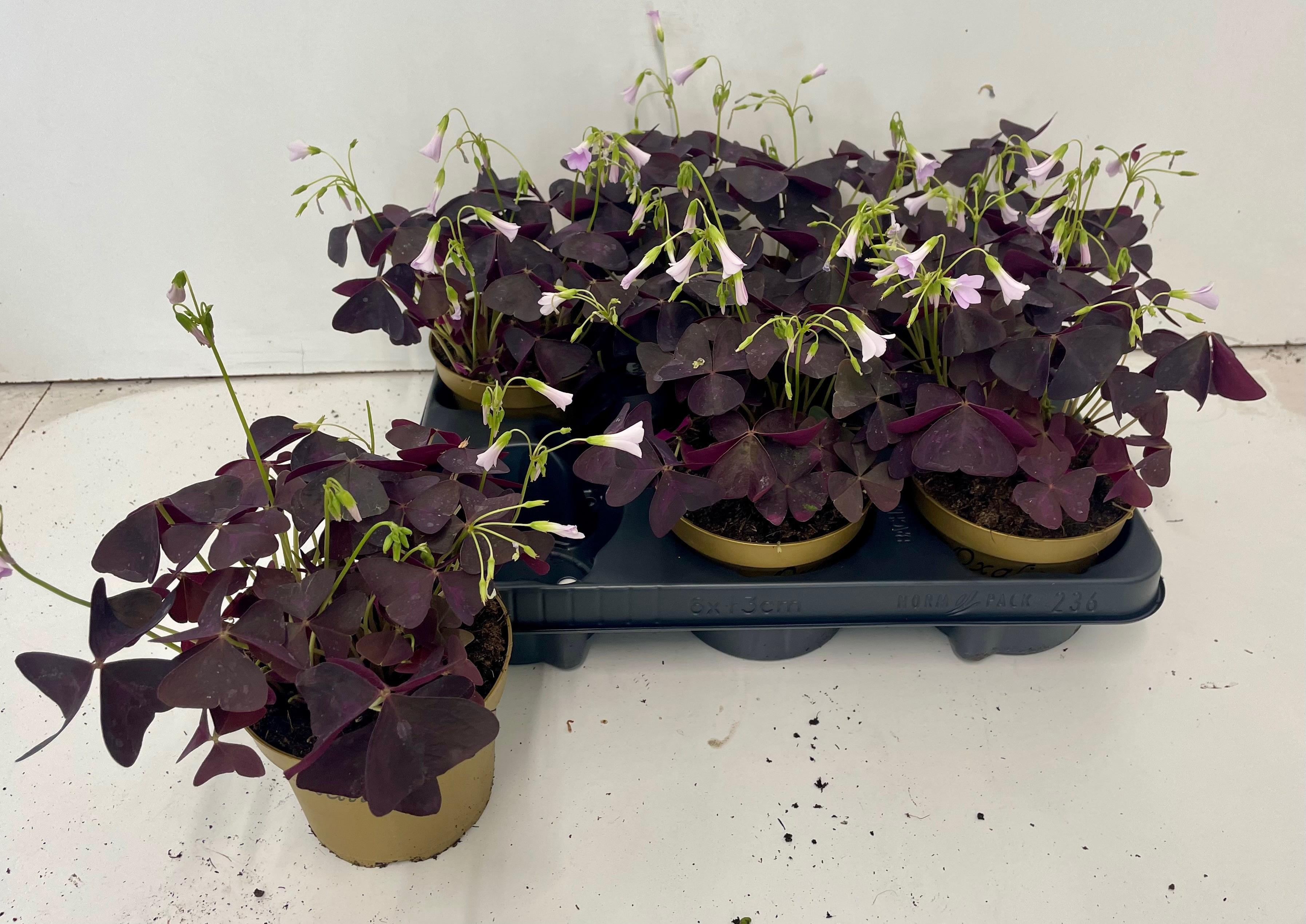 Горшечные цветы и растения оптом Oxalis Triangularis от 6шт из Голландии с доставкой по России
