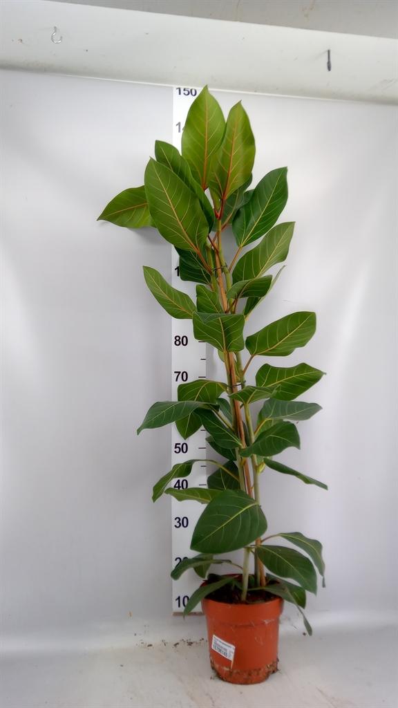 Горшечные цветы и растения оптом Ficus Benghalensis joy от 1шт из Голландии с доставкой по России