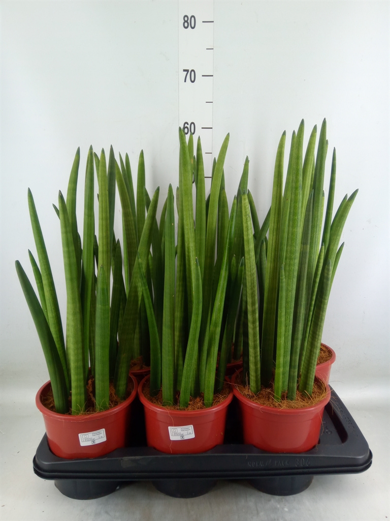 Горшечные цветы и растения оптом Sansevieria Cyl.  ... от 6шт' из Голландии с доставкой по России