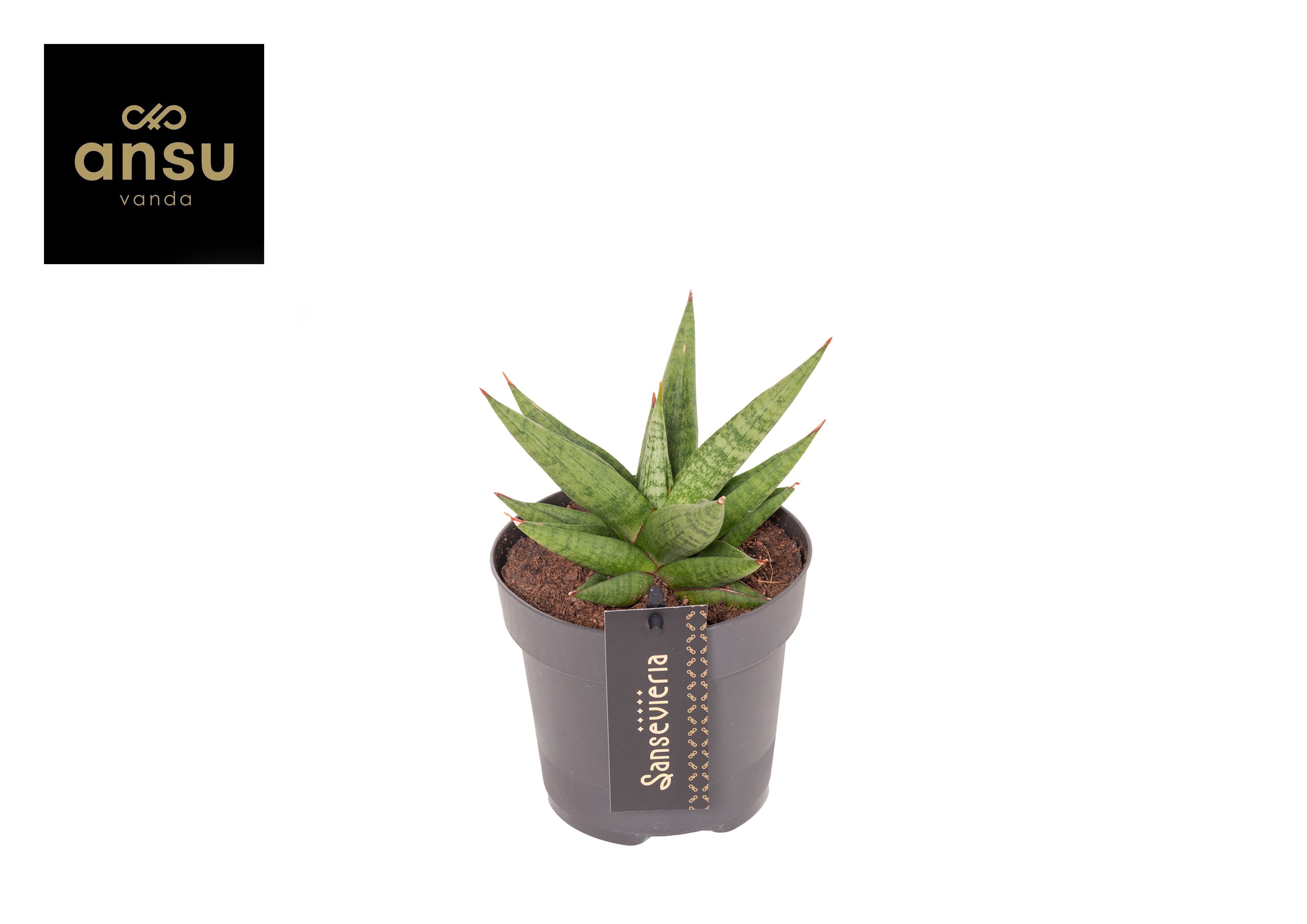 Горшечные цветы и растения оптом Sansevieria Comet Canoe от 10шт из Голландии с доставкой по России