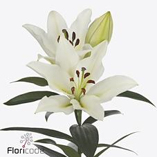 Срезанные цветы оптом Lilium or tomorrow от 20шт из Голландии с доставкой по России