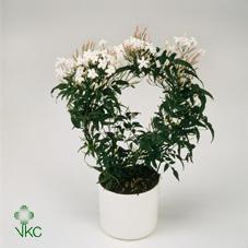 Горшечные цветы и растения оптом Jasminium Bow 200+ от 9шт из Голландии с доставкой по России