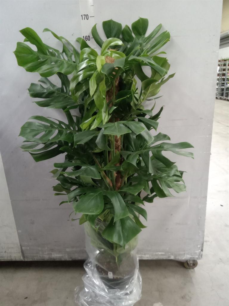 Горшечные цветы и растения оптом Monstera Pertusum от 1шт из Голландии с доставкой по России