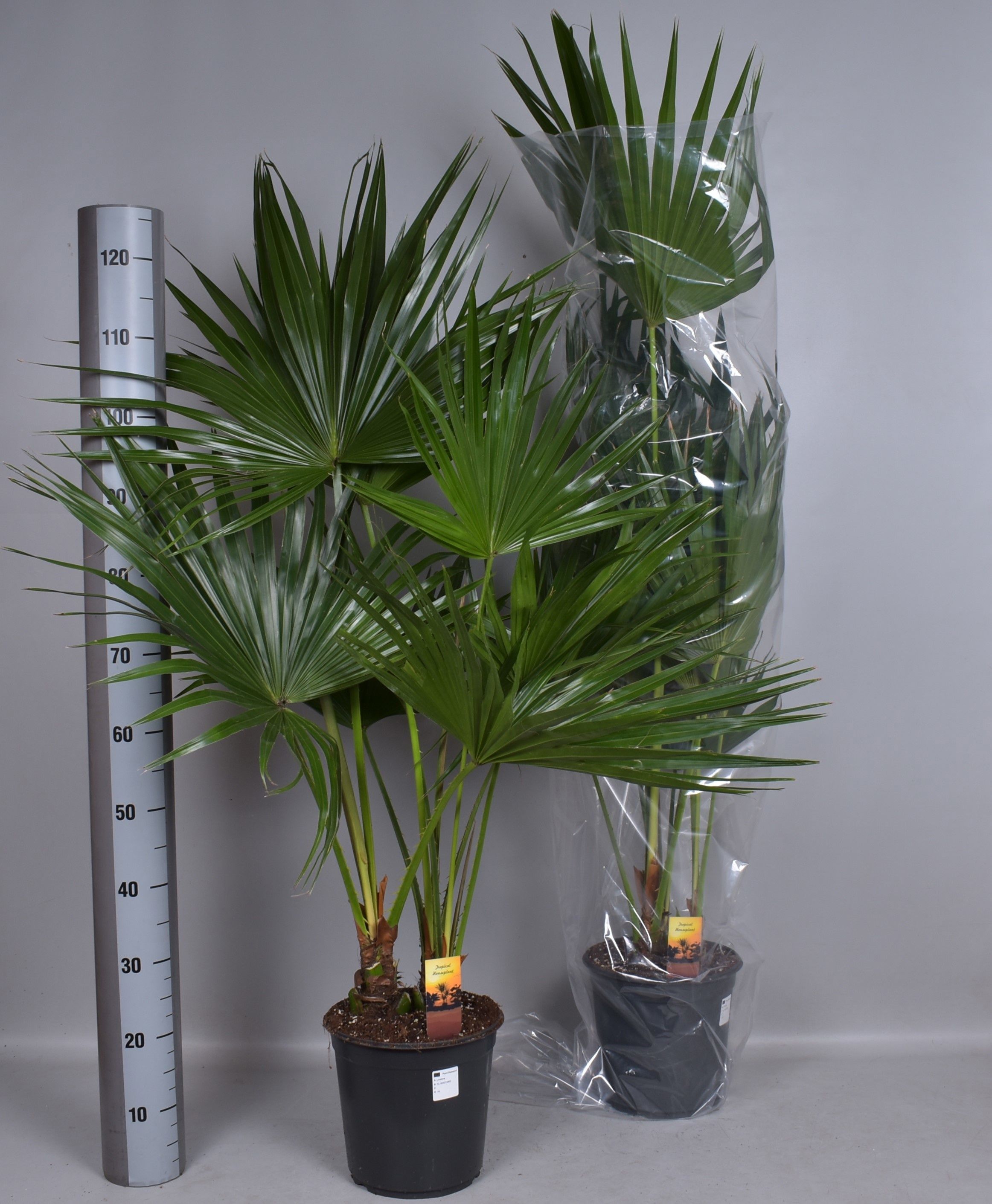 Горшечные цветы и растения оптом Livistona Rotundifol от 1шт из Голландии с доставкой по России